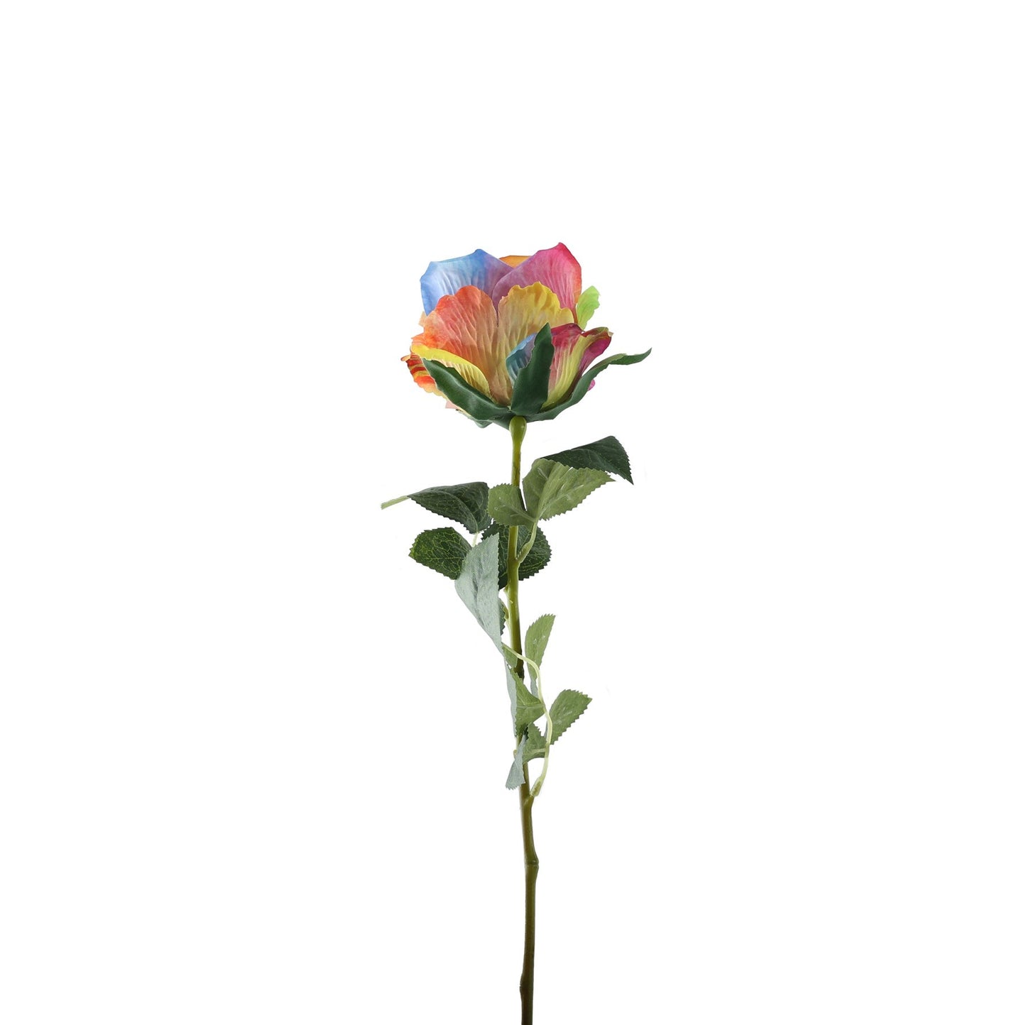 Essential Rainbow Garden Rose