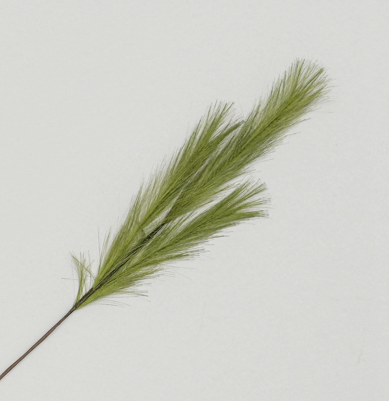 Pampas Grass Spray Green (82cm)