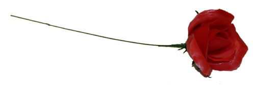 Rose Pick Red